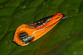 Coryptilum klugii