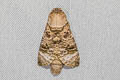 Cossinae sp.