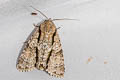 Craniophora malesiae