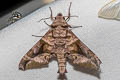 Purple Hawkmoth Craspedortha porphyria