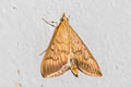 Crypsiptya coclesalis