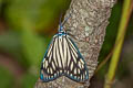 Drury's Jewel Cyclosia papilionaris 