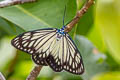 Drury's Jewel Cyclosia papilionaris 