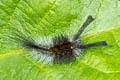 Zhejiang Tussock Moth Dasychira chekiangensis