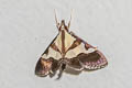 Dausara marginalis