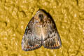 Dialithoptera gemmata 