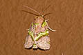 Didigua viridifascia