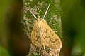 Teak Leaf Skeletonizer Ecpyrrhorrhoe damastesalis