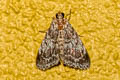 Epipaschiinae sp.