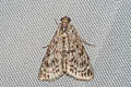 Epipaschiinae sp.