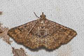 Erebidae sp.