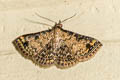 Erebidae sp.