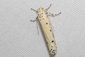 Ethmia trifida