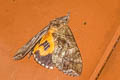 Common Fruit-piercing Moth Eudocima phalonia