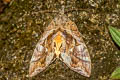 Common Fruit-piercing Moth Eudocima phalonia