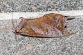 Common Fruit-piercing Moth Eudocima phalonia