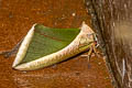 Green Fruit-piercing Moth Eudocima salaminia