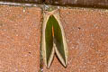 Green Fruit-piercing Moth Eudocima salaminia