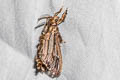 Paulownia Bagworm Moth Eumeta variegata