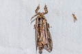 Paulownia Bagworm Moth Eumeta variegata