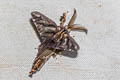 Paulownia Bagworm Moth Eumeta variegata