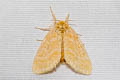 Yellow Tussock Moth Euproctis lutea