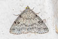 Geometridae sp.