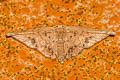 Geometridae sp.