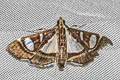 Glyphodes conclusalis