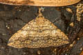 Hadennia sp.