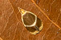 Harpella sp.