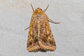 Cotton Bollworm Moth Helicoverpa armigera