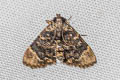 Heminomistis flagellalis