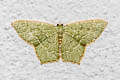 Hemithea tritonaria