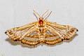 Herdonia thaiensis