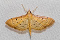 Herpetogramma basalis