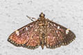 Herpetogramma luctuosalis