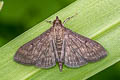 Dusky Herpetogramma Moth Herpetogramma phaeopteralis