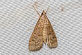 Herpetogramma sp.