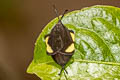 Heteropanula flavimacula