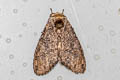 Higena trichosticha