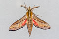 Swinhoe's Striated Hawkmoth Hippotion rosetta