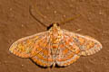 Homodes crocea