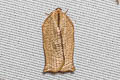 Oriental Tea Tortrix Moth Homona magnanima