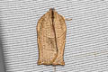 Oriental Tea Tortrix Moth Homona magnanima