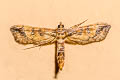 Hydriris sp.