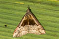 Hypena gonospilalis