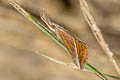 Simple Snout Hypena simplicalis