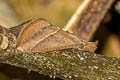 Simple Snout Hypena simplicalis