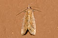 Simple Snout Hypena simplicalis